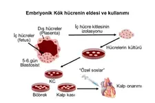Embriyonik Kök Hücre Kullanımı ve Faydaları Nelerdir?
