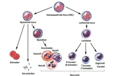Hematopoetik Kök Hücre Türleri ve Özellikleri
