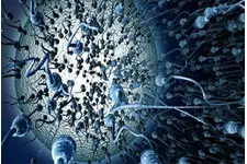 Kök Hücrede Sperm Araştırmaları