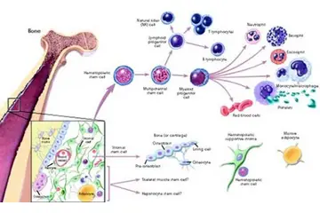 Mezenkimal Kök Hücre Özellikleri ve Faydaları Nelerdir?