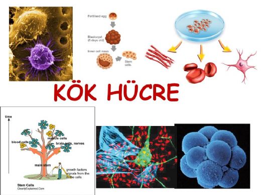 9 Sınıf Biyoloji Kök Hücre